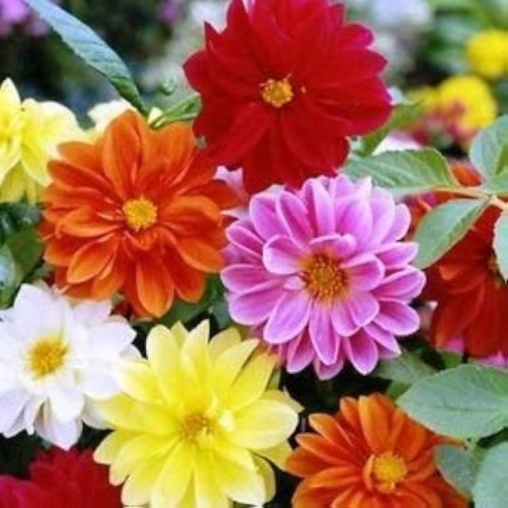 Mixed seasonal blumen in a garten border