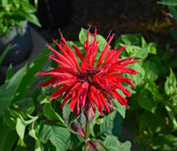 Buy mixed blume anpflanzung samen online – vibrant garten blumen