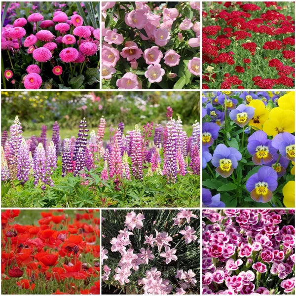 Mixed blume seedlings keimend from soil