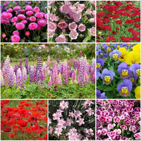Mixed blume seedlings keimend from soil