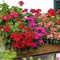 Mixed geranium blume samen for anpflanzung