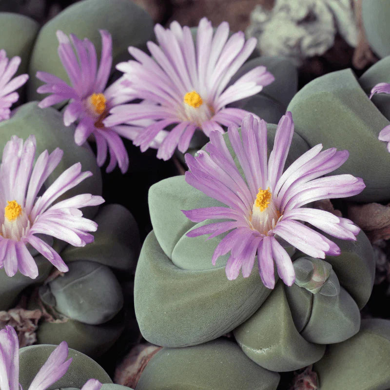 Mixed gibbaeum samen for succulent gardening
