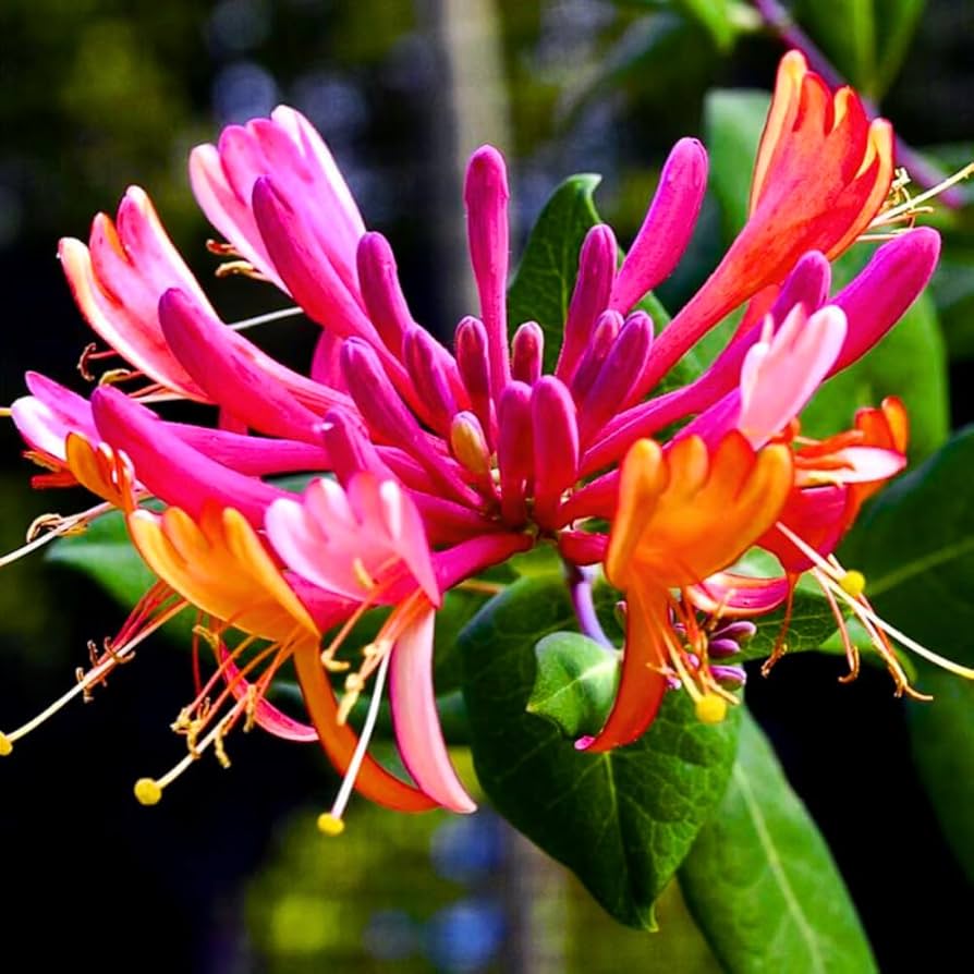 Mixed honeysuckle samen for anpflanzung