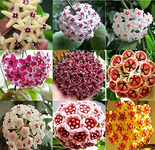 Mixed hoya blume samen for anpflanzung