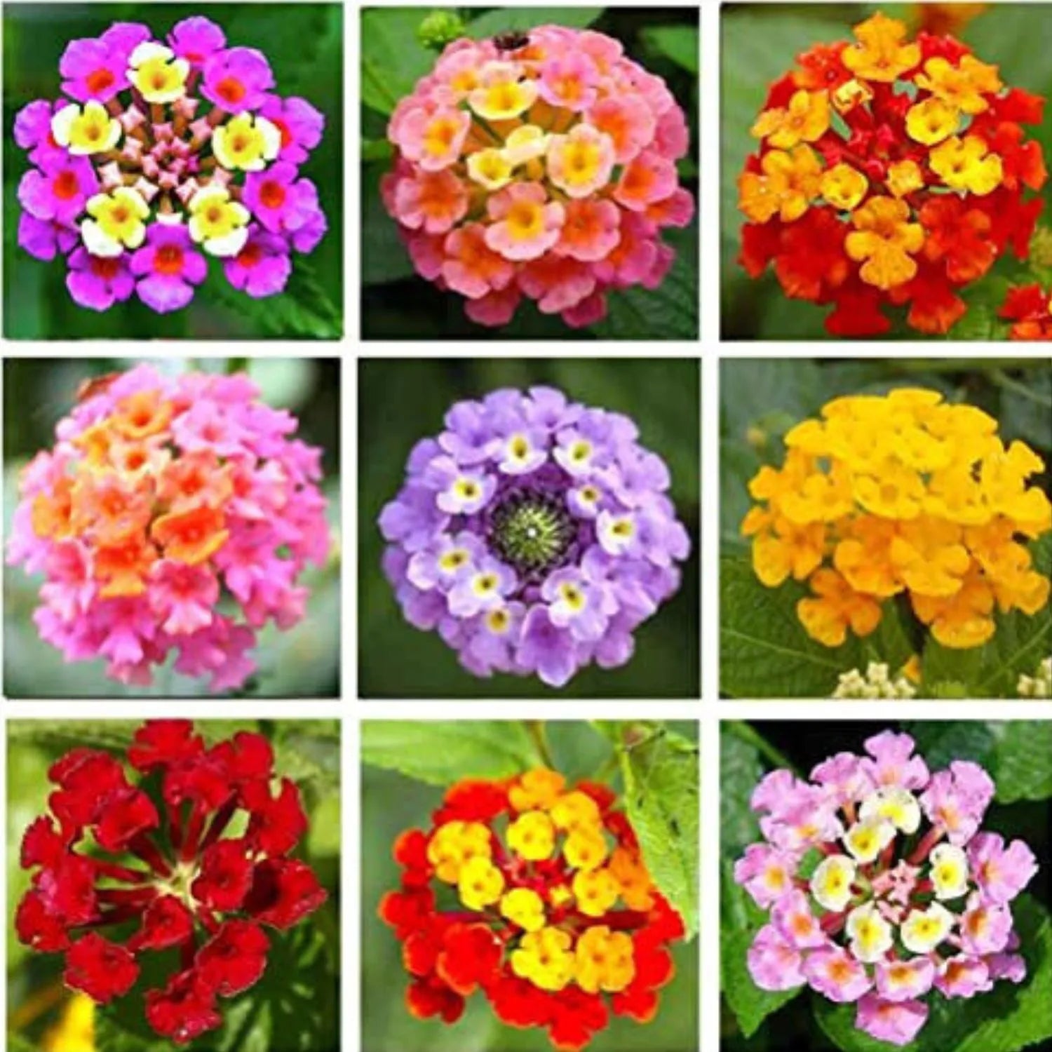 Mixed lantana camara blume samen