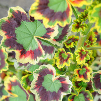 Mixed leaf geranium samen for anpflanzung