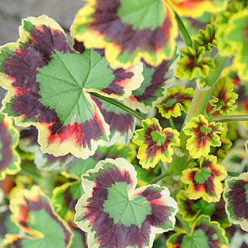 Mixed leaf geranium samen for anpflanzung