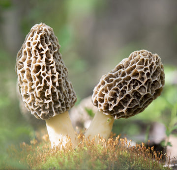 Mixed morel pilz samen für aussaat