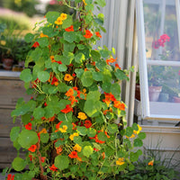 Mixed tropaeolum majus nasturtium blume samen for anpflanzung