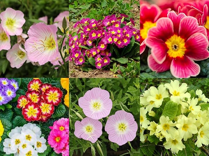 Mixed oenothera biennis samen for vibrant evening primrose blumen