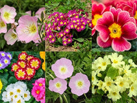 Mixed oenothera biennis samen for vibrant evening primrose blumen