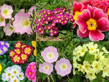 Mixed oenothera biennis samen for vibrant evening primrose blumen