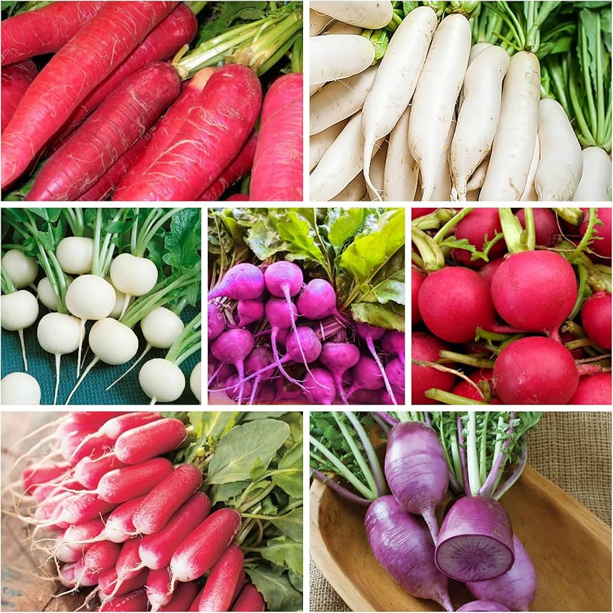 Mixed organic radish samen für aussaat and gardening