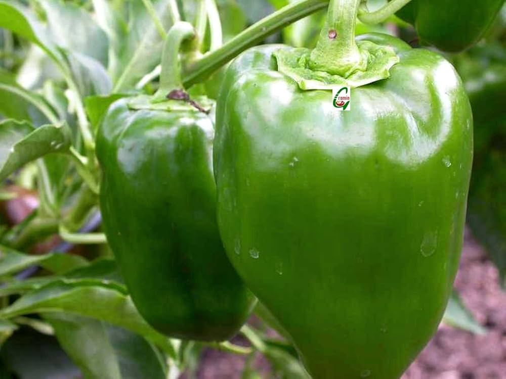 Colorful mixed peppers gezogen aus samen