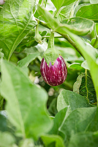 Mixed aussaat eggplant pflanzen thriving in garten
