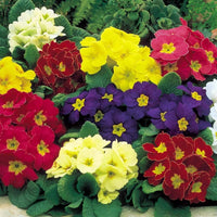 Mixed primrose samen for vibrant garten anpflanzung