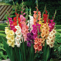 Mixed rot and weiß gladiolus blooms for elegant gardens