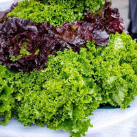 Mixed salad greens samen für home gardens