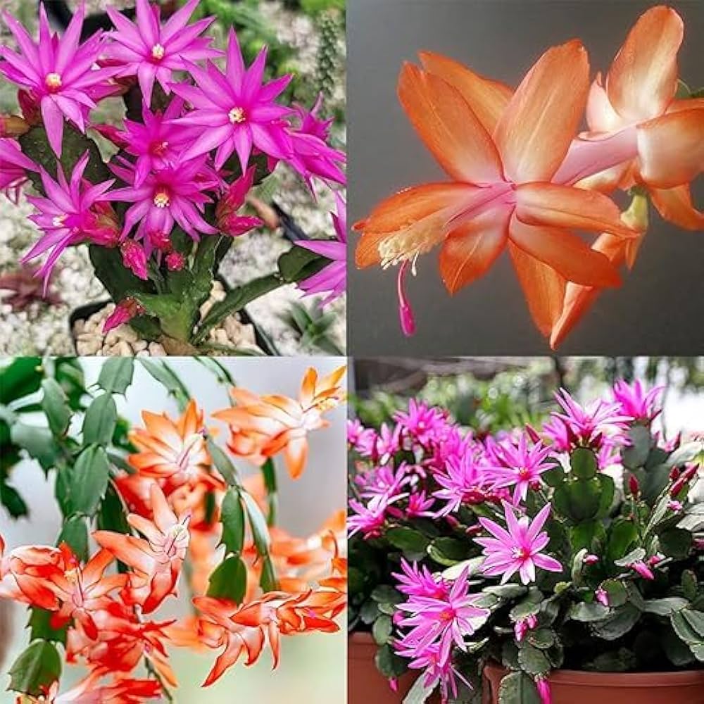 Mixed schlumbergera samen for anpflanzung