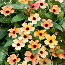 Mixed thunbergia blume samen for anpflanzung