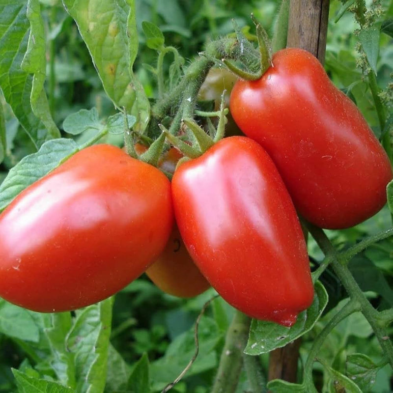 Mixed tomato pflanzen wachsend in a patio planter