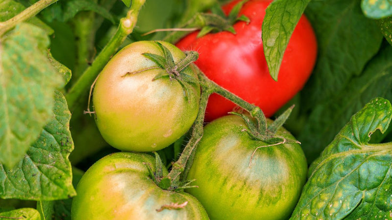Mixed tomato samen für home garten aussaat