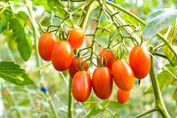 Mixed tomato samen solanum lycopersicum für aussaat