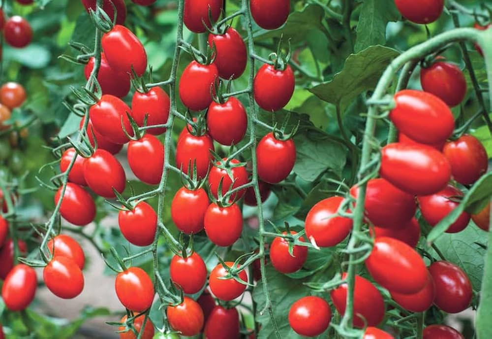 Mixed types tomato samen für aussaat solanum lycopersicum