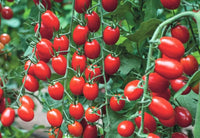 Mixed types tomato samen für aussaat solanum lycopersicum