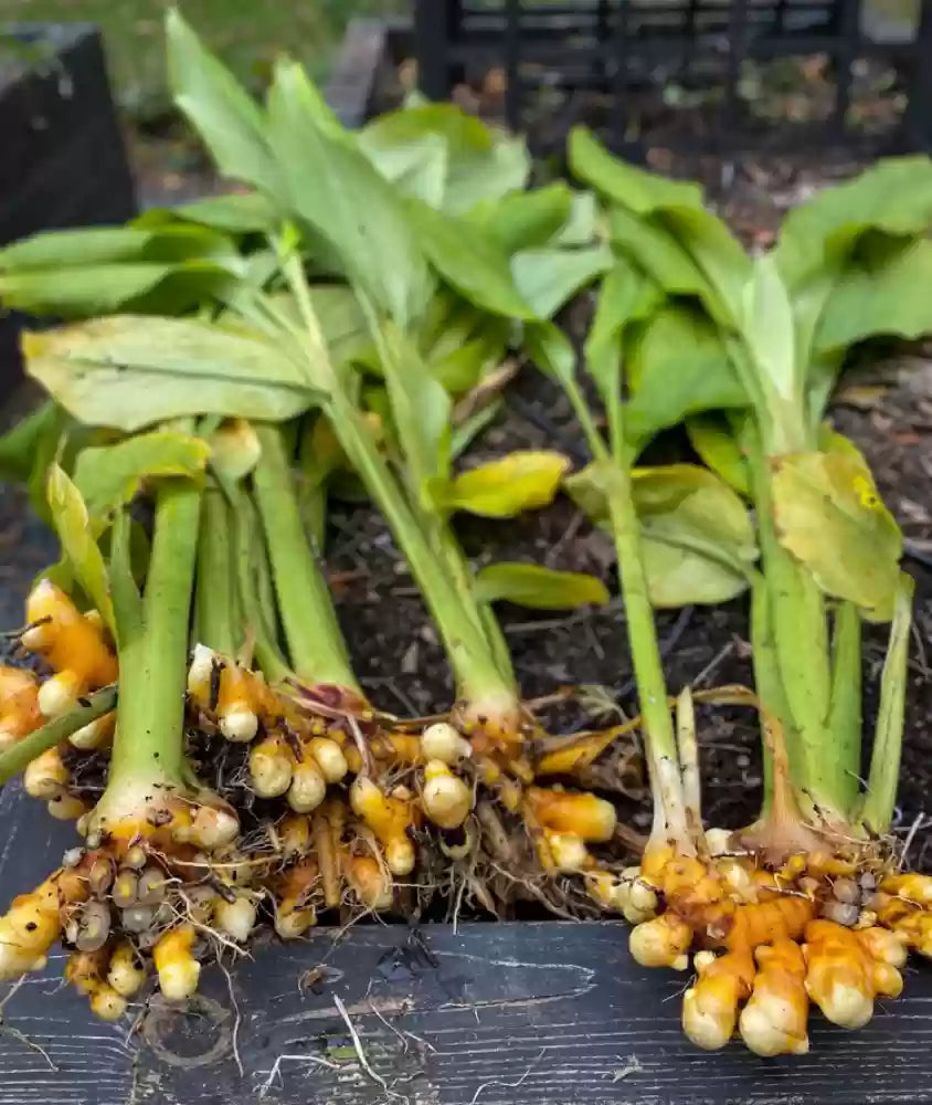 Mixed Turmeric Samen for Zuhause and container gardens