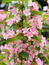 Mixed weigela blume samen for anpflanzung
