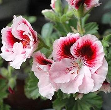 Mixed weiß geranium blume samen for garten borders