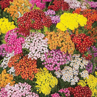 Mixed yarrow blume samen for anpflanzung