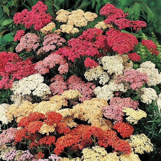 Mixed Yarrow Achillea Millefolium Samen for Colorful Summer Blooms