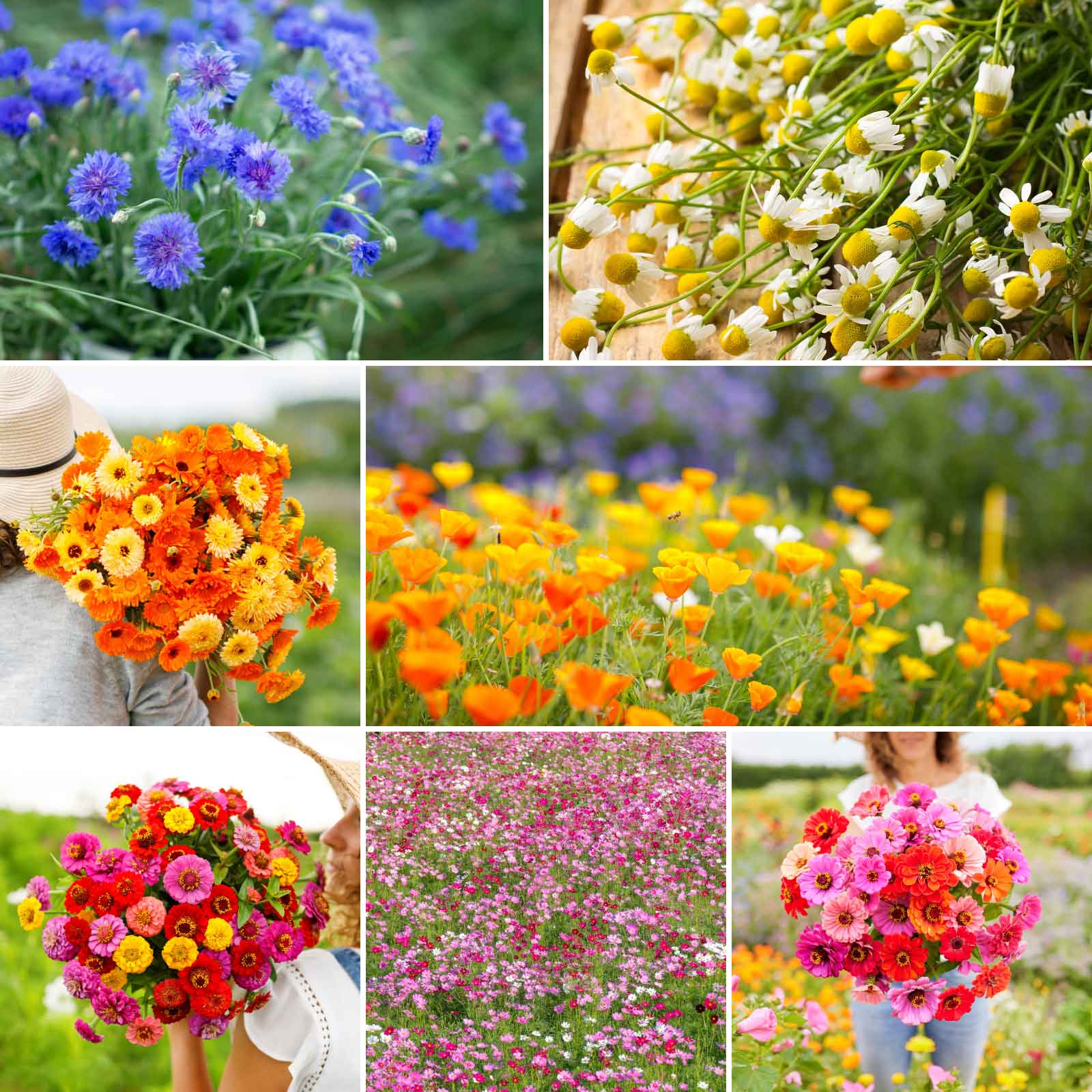 Bulk Blüten Blumensamen zur Aussaat