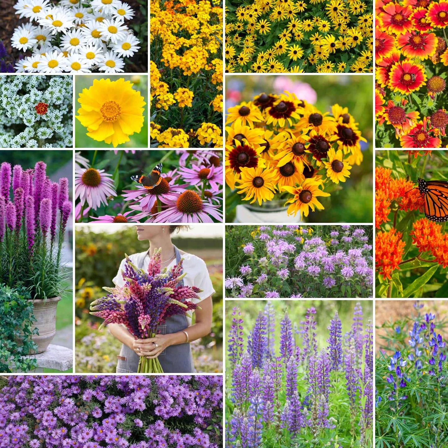 Mischung mehrjährige Blumensamen Blumensamen zur Aussaat kompakt Wuchs Traditionssorte & ohne Gentechnik Samen Hausgarten
