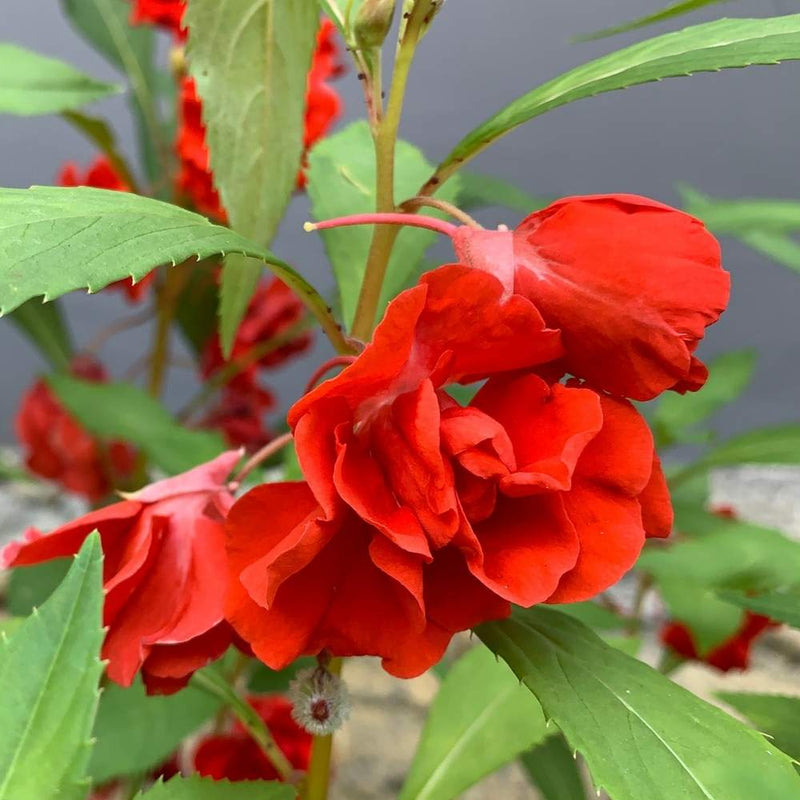 Balsam (balsam camellia) samen for anpflanzung in home garten