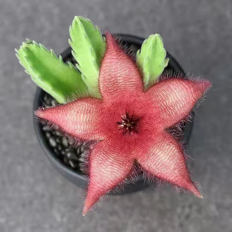 Stapelia Blumensamen zur Aussaat pflegeleicht Traditionssorte & ohne Gentechnik Samen Hausgarten