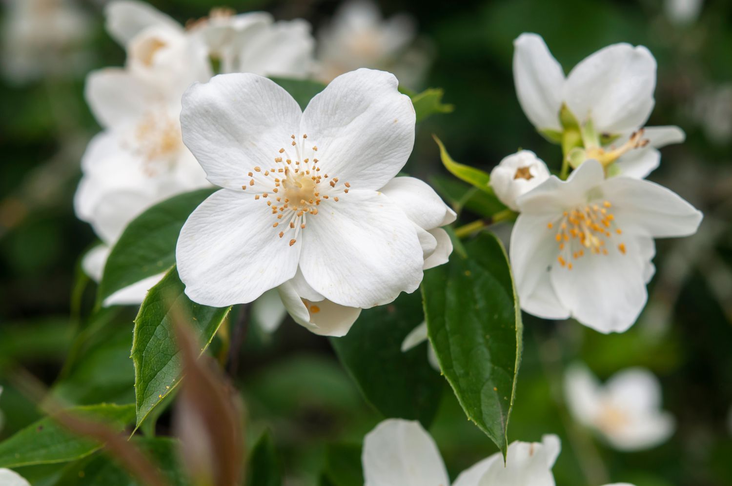 Weiß Philadelphus Coronarius Samen zur Aussaat – duftend Mock Orange Blüten