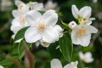 Weiß Philadelphus Coronarius Samen zur Aussaat – duftend Mock Orange Blüten