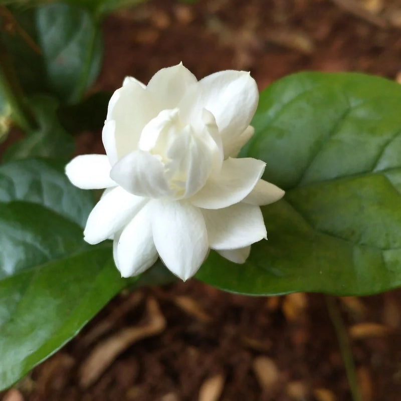 Mogra Blumensamen zur Aussaat hochwertige Qualitäts- Traditionssorte & ohne Gentechnik Samen Hausgarten