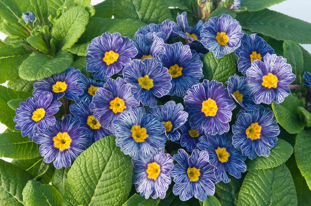 Blau Zebra Primel Blumensamen Simple Aussaat
