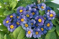 Blau Zebra Primel Blumensamen Simple Aussaat