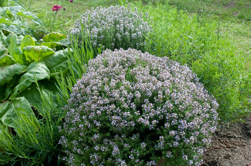 Thymus Fragrantissimu Blumensamen zur Aussaat Landhaus Garten wichtig Traditionssorte & ohne Gentechnik Samen Hausgarten
