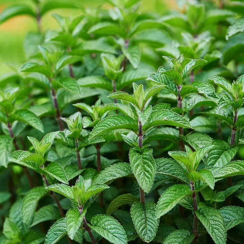 Mojito Mint Samen Mentha x villosa ornamental Kraut