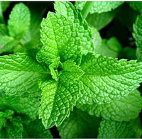 Mojito Mint Blumen attracting pollinators in summer