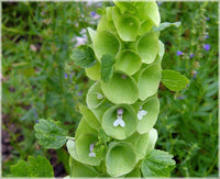 Moluccella laevis Bells Ireland Blumensamen zur Aussaat Garten beliebt Traditionssorte & ohne Gentechnik Samen Hausgarten