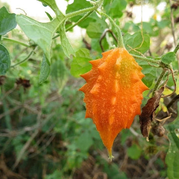 Orange Bitter Gourd Gemüse Planting Samen for Your Garden