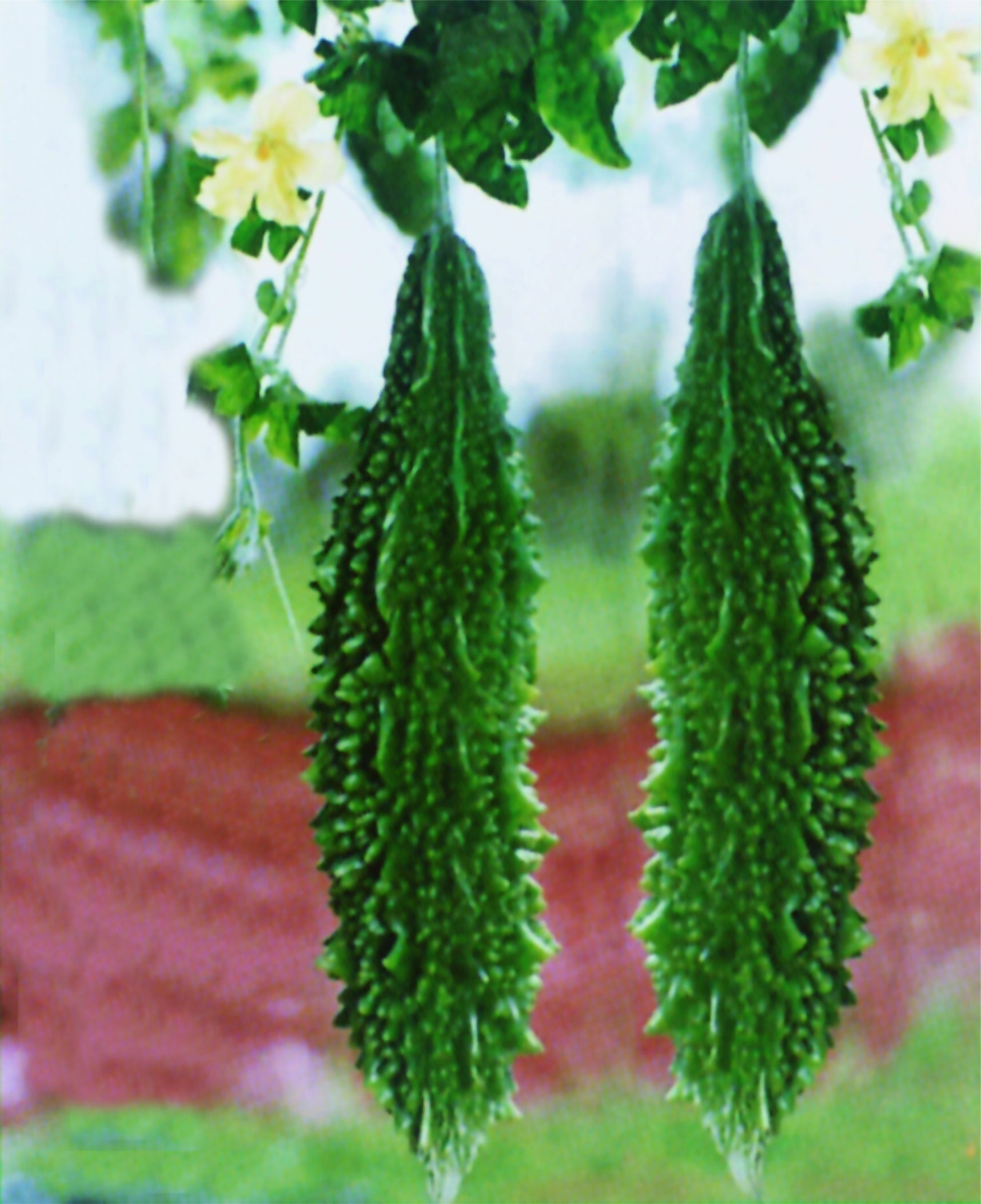 Momordica charantia pflanze thriving in vertical garten