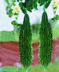 Momordica charantia pflanze thriving in vertical garten